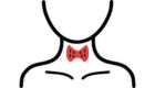 Detailed anatomical illustration of the thyroid gland showing T3 and T4 hormone production.